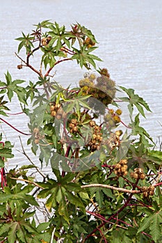 Ricinus communis or castor oil plant on growing by lake