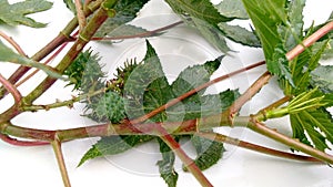 Ricinus communis castor plant fruits photo