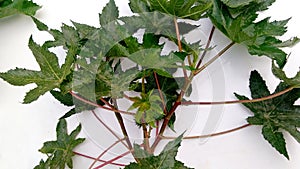 Ricinus communis castor plant new close up photo