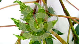 Ricinus communis castor plant new leaf photo