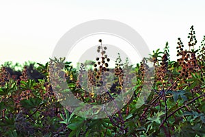 Ricinus communis (the castorbean or castor-oil-plant). Green castor oil plant on the tree