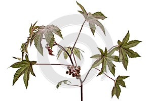Ricinus communis, castorbean or castor-oil-plant, isolated on white background