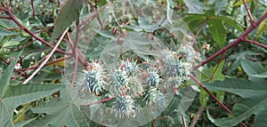 Ricinus communis green fruits and green leaf back