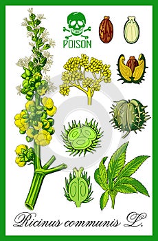 Ricinus communis herbal photo