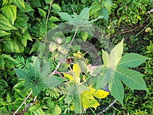 Ricinus communis L. or Palma-christi in Pota, Flores, NTT, Indonesia