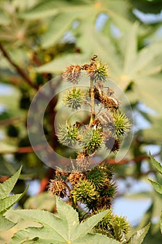 Ricinus Communis Nuts Hanging on the Tree