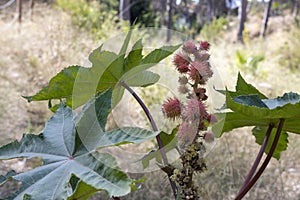 Ricinus communis, a plant of the Euphorbiaceae family native to Africa, from which castor oil is extracted