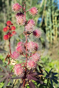 Ricinus communis red prickly fruits with white flowers in bloom