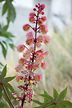 Ricinus communis red prickly fruits with white flowers in bloom