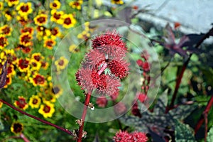 Ricinus communis in summer day