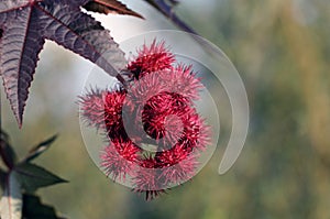 Ricinus communis wonder tree
