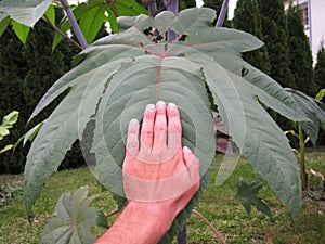 Ricinus leaf