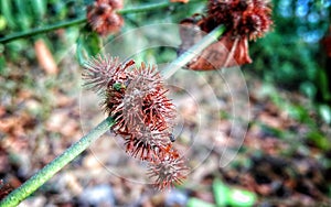 Ricinus on tree closeup view