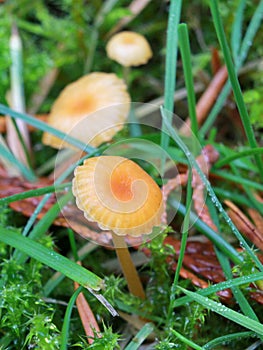 Rickenella fibula Mushrooms in a Lawn