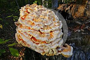 Edible mushroom,Laetiporus sulphureus, growing on rotting stump photo
