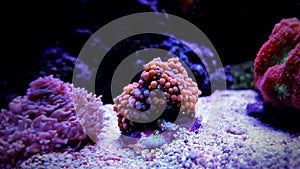 Ricordea mushroom coral in saltwater reef aquarium tank