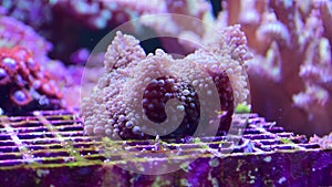Ricordea mushroom - one of the most beautiful mushroom coral
