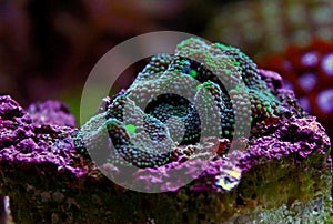 Ricordea mushroom is one of the most beautiful mushroom corals in the aquatic world