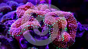 Ricordea mushroom is one of the most beautiful mushroom corals in the aquatic world