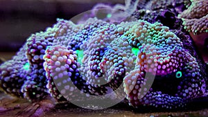 Ricordea mushroom is one of the most beautiful mushroom corals in the aquatic world