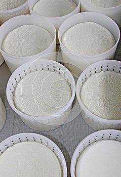 Ricotta cheese baskets just produced in dairy