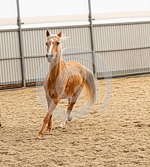 Ride pony red color running