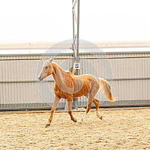 Ride pony red color running