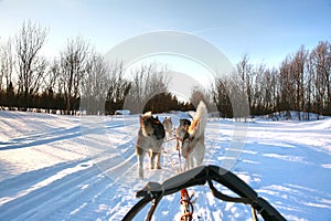 Ride a Siberian husky in Husky park , Murmansk Russia