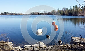Rideau River with calm blue water colorful buoys and Canadian grey gooses near the shore