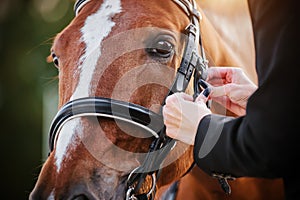 The rider adjusts the straps on the bridle worn on the face of a sorrel horse with a white stripe on the forehead. Equestrian