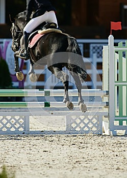 Rider on bay horse in competitions