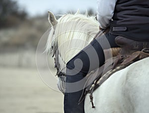 Rider and camargue horse