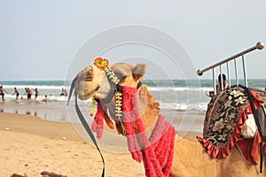 A Rider Camel, sitting on sand.