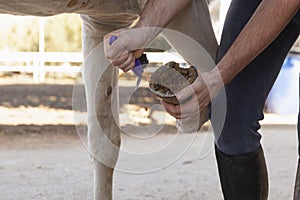 A rider cleaning his horse`s hooves