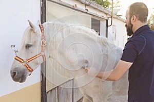 A rider cleaning a white horse