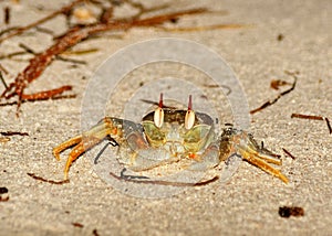 Rider crab Ocypode ceratophthalmus