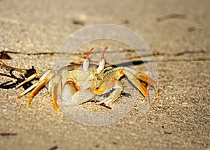 Rider crab Ocypode ceratophthalmus