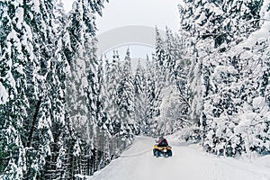 Rider driving in the quad bike race in winter in beautiful snowy road with fir trees in frozen mountains forest. Winter holiday