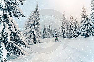 Rider driving in the quad bike race in winter in beautiful snowy road with fir trees in frozen mountains forest. Winter holiday,