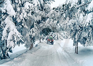 Rider driving in the quad bike race in winter in beautiful snowy road with fir trees in frozen mountains forest. Winter holiday