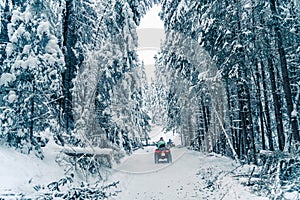 Rider driving in the quad bike race in winter in beautiful snowy road with fir trees in frozen mountains forest. Winter holiday