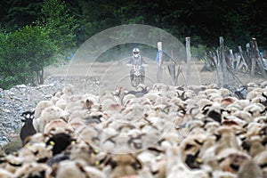 rider in front of goats