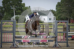 Rider and gelding over pink and grey oxer