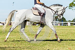 Rider Gray Horse Unidentified