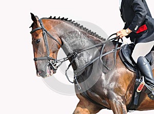 Rider and horse - closeup