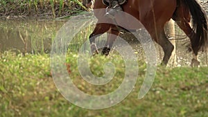 Rider with horse crossing water