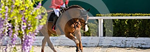 Rider and horse in jumping show
