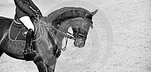 Rider and horse in jumping show, black and white