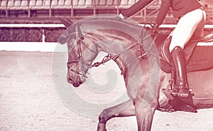Rider and horse in jumping show, duo tone