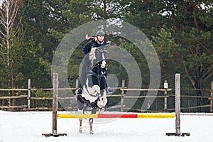 A rider on a horse jumps over the barrier in the arena in winter. A girl in black clothes sits on a gelding. Background of spruce